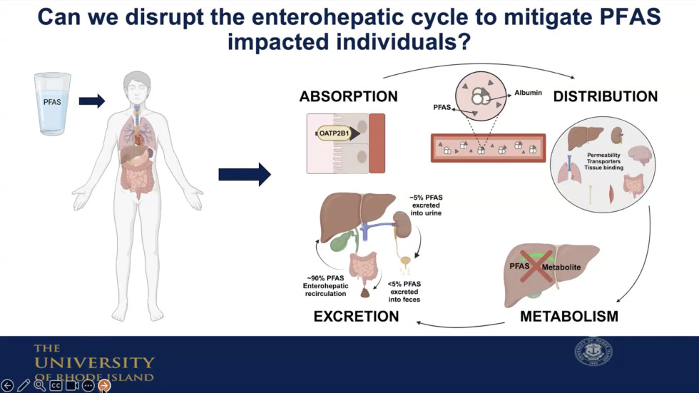 A slide illustrating Dr Slitt's central question, "Can we distrupt the enterohepatic cycle to mitigate PFAS impacted individuals?""
